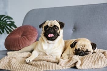 These 15 Couch-Loving Dog Breeds Are Happiest When Plans Get Canceled