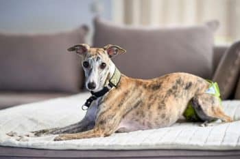 The 9 Best Beds For Senior Whippets
