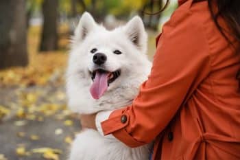 13 Fluffy Dog Breeds Ready To Trade Summer For Sweater Weather