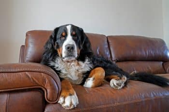 9 Best Bernese Mountain Dog Immunity Supplements