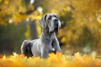 9 Best Great Dane Immunity Supplements