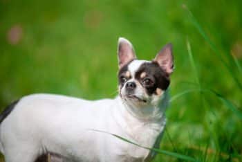 Flea & Tick Prevention for Chihuahuas: A Safe & Effective 4 Step Plan