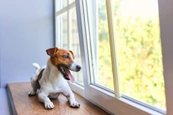 9 Best Jack Russell Immunity Supplements
