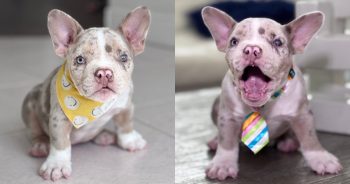 Losing an Eye Won’t Stop This Sweet Puppy From Finding Love