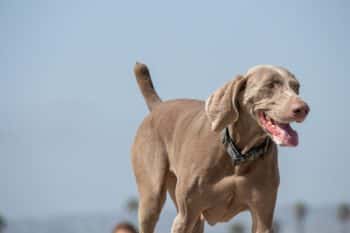 Flea & Tick Prevention for Weimaraner: A Safe & Effective 4 Step Plan