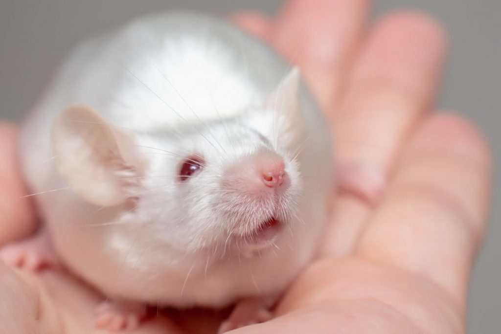 Another UMass Chan Animal Experimenter Caught Breaking the Rules