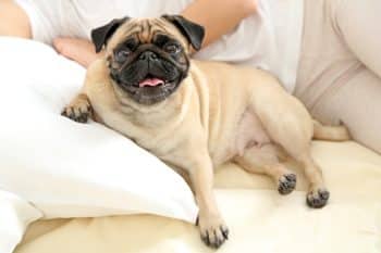 The 9 Best Beds For Senior Pugs