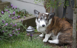 7 Common Causes And Cures For Doggy Diarrhea