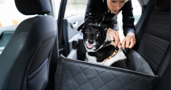 9 Best Dog Car Seat Beds For A Comfortable Trip