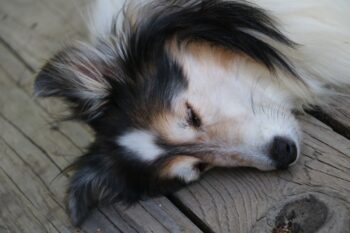 Best Dog Beds for Collies