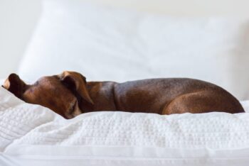 Best Dog Beds for Dachshunds