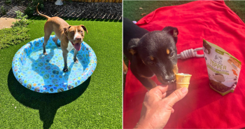 These Shelter Dogs Beat the Heat Thanks to Our Hero VIP Club Members
