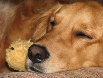 Best Dog Beds for Golden Retrievers