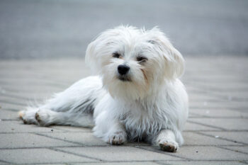 6 Remedies & Supplements For Your Maltese’s Diarrhea, Gas, Vomiting, or Upset Stomach