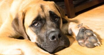 Best Dog Beds for Mastiffs