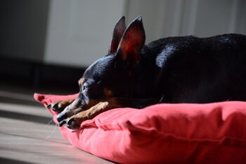 Best Dog Beds for Miniature Pinschers