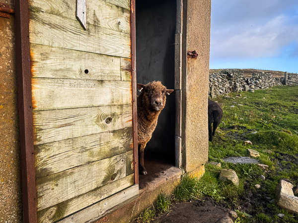 Sheep, Sheep and More Sheep