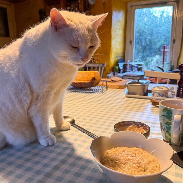 Cat Rules