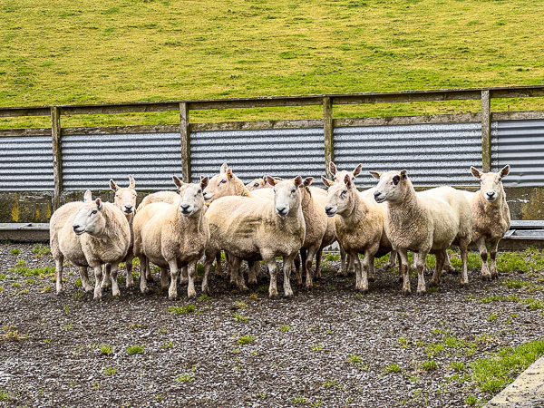 Setter Farm Trip