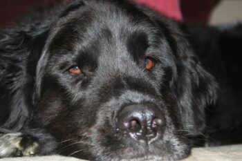 Best Dog Beds for Newfoundlands