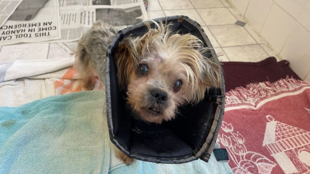 Up to $10,000 Reward: Can YOU Help Us Find Who Tortured and Abandoned Rambo the Yorkie in a Norfolk Field?