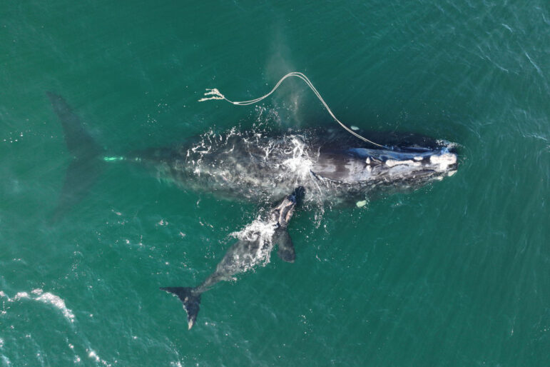 Congress Should Not Delay North Atlantic Right Whale Protections
