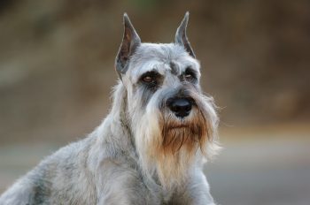 11 Bearded Dog Breeds With Faces Full Of Character