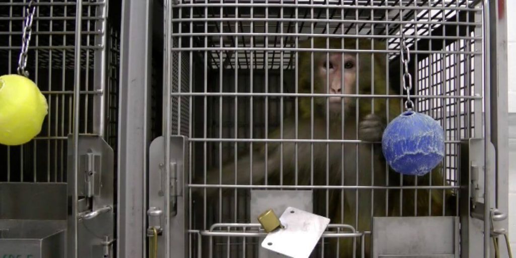 Meet the Cruel Cohort of UW Experimenters Who Kill Monkeys in Brain Tests