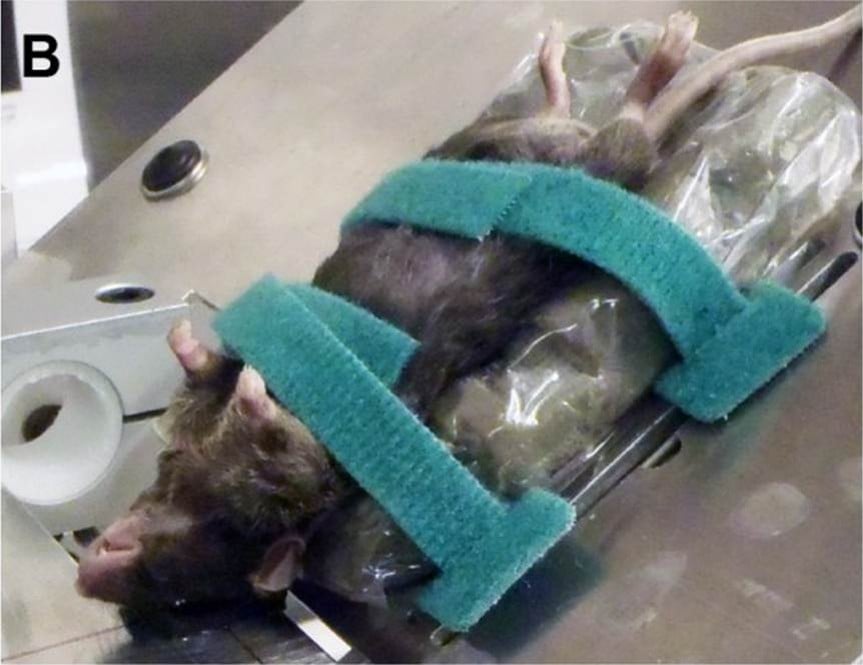Campaign Updates: Animals Sickened, Mutilated, Killed in Military-Funded Tests Abroad