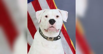 Puppy Surrendered for Being Deaf Grows Up to Serve With the National Guard
