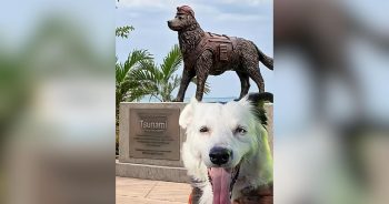 Hero Dog Tsunami Saved Lives, Now His Legacy Is Set in Stone
