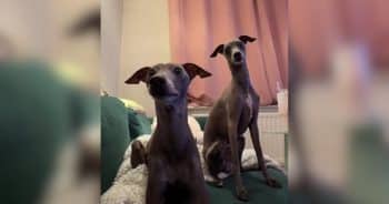 Chatty Italian Greyhound Has Something to Say About Absolutely Everything
