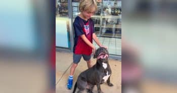 Little Boy Meets Lonely Dog at Gas Station and Begs His Parents Not to Leave Him