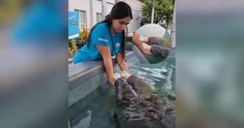 Two Orphaned Manatees Grow Stronger Together Until the Day Rescuers Dreamed About
