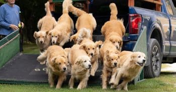 This Vermont Farm Lets You Spend the Day Surrounded by Golden Retrievers