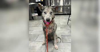 Husky Who Lost a Leg After Being Shot Shows Everyone What She Didn’t Lose