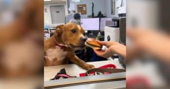 Every Shelter Dog Gets a Hamburger, but the Best Treat Comes Later