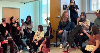 Shelter Flips the Adoption Process and Lets Dogs Choose Their Humans