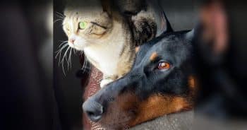 Kitten Is Raised by a Doberman and Starts Picking Up Some Very Doggy Habits