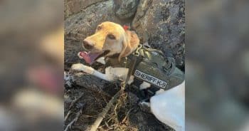 Three Kids Disappear From Campsite, and One Very Good Dog Knows What to Do