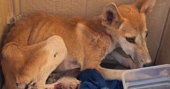 Terrified Dingo Puppy With a Broken Leg Was Surviving on Bugs and Scraps