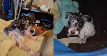 85-Year-Old Rescuer Saves Puppy Left on Ant Hill to Die