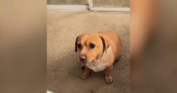 Everyone Falls for This Awkward Dog Who Looks Like a Permanently Concerned Potato