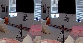 Dog Figures Out How to Call Mom at Work and Has a Lot to Say