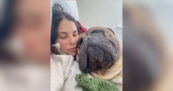 Giant Bullmastiff Has Absolutely No Idea He’s Too Big to Be a Lap Dog