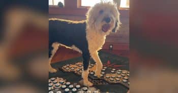 Bunny the Talking Dog’s Mom Reveals What Years of ‘Conversations’ Have Taught Her