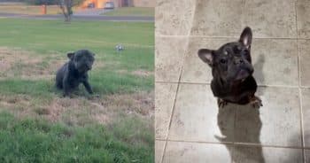 Starved Dog Shot Twice in the Head Stuns Caregivers With Her Will to Survive
