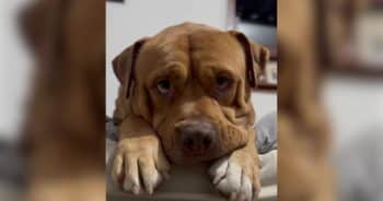 Stray Dog Was on His Last Day When Someone Drove 14 Hours Just to Save Him