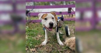 Dog Waits 1,502 Days for a Home, Then His Rescue Shares the Best Secret