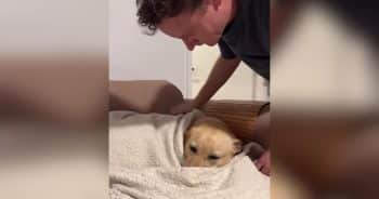 Former Guide Dog Has Dad Trained to Tuck Her In Just Right Every Night